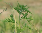Abbild einer Ambrosia-Pflanze. Symbolbild für Allergie gegen Ambrosia.
