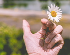 Eine Hand hält ein Gänseblümchen.