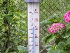 Ein Thermometer steht zwischen Blumen.