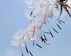 Fliegende Samen einer Pusteblume.