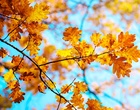 Buntes Herbstlaub an einem Baum vor blauem Himmel