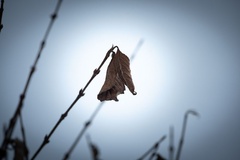 ein Zweig mit einem vertrockneten Blatt.
