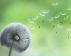 Eine Pusteblume im Wind