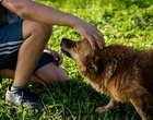 Junge streichelt einen Hund. Symbolbild für Haustiere für das Wohlbefinden.